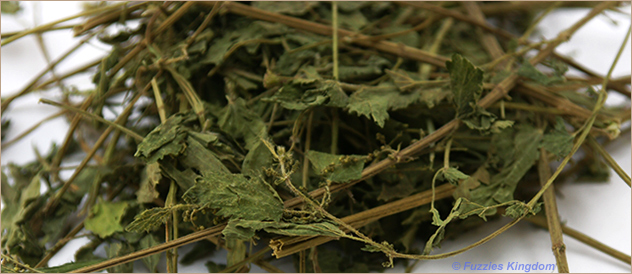 nettle for chinchillas