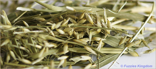 Oats for chinchillas outlet