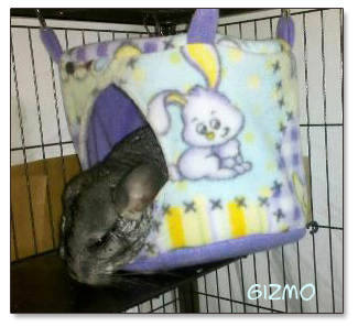 chinchilla sleeping in fleece house