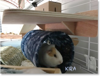 Guinea pig kira fleece tunnel