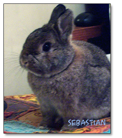 Happy Bunny, Sebastian