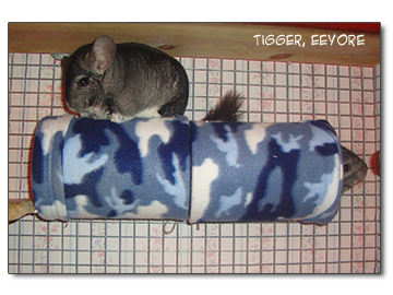 chinchillas in a fleece tube