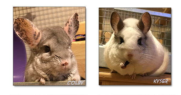 happy guinea pigs