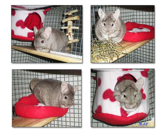 chinchilla Max enjoying fleece accessories