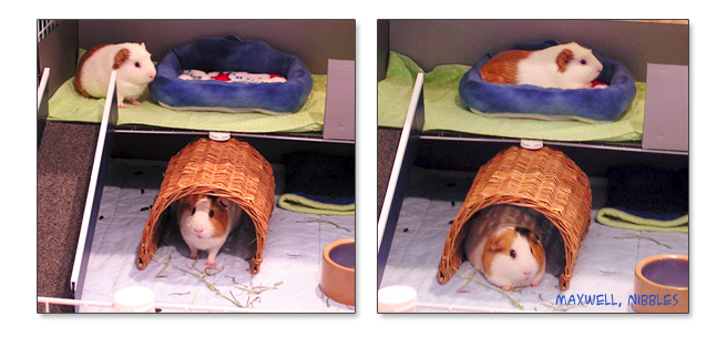 guinea pigs and sofa bed
