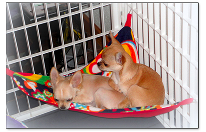 puppies in a hammock
