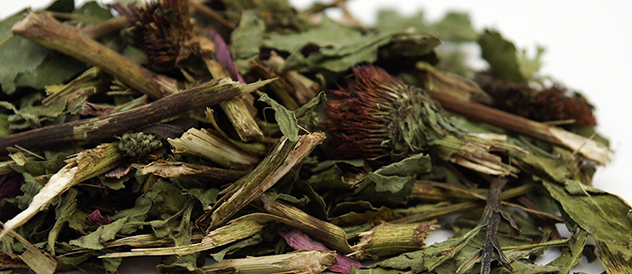 echinacea for rabbits, chinchillas, guinea pigs